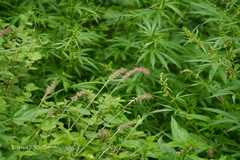 Pennisetum orientale